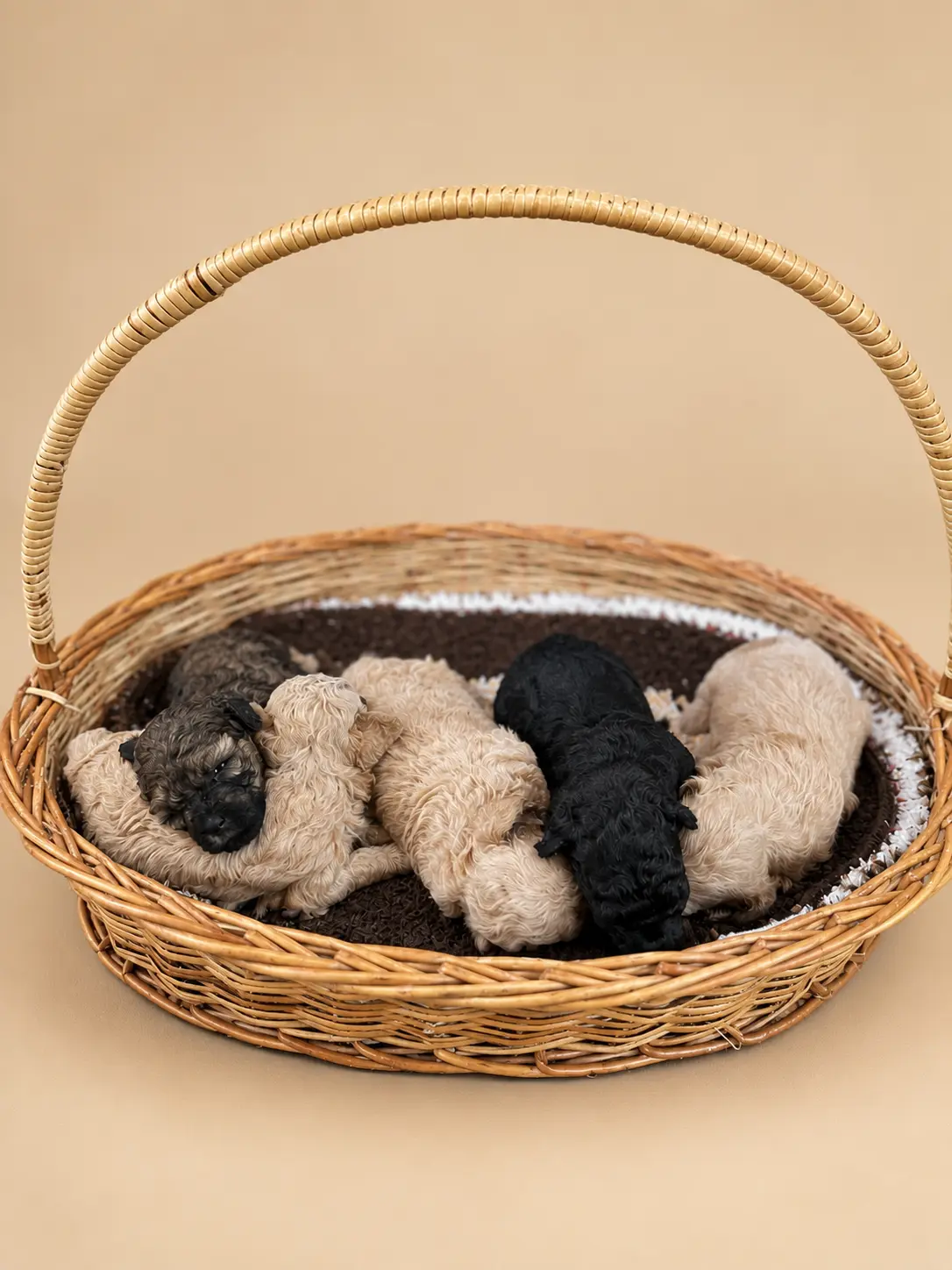 Poodle puppy at Poodilo Kerala