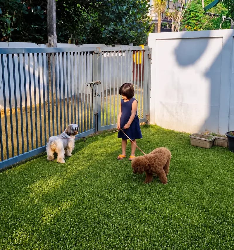 Poodilo family with their poodle puppies
